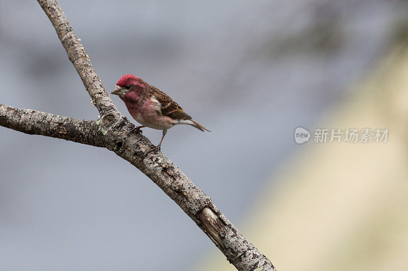 一只鲜红色的雄性紫雀(Carpodacus purpureus)